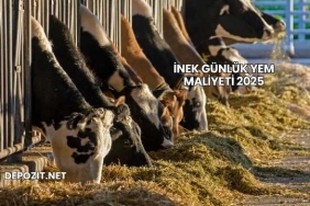 İnek Günlük Yem Maliyeti 2025
