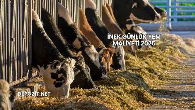 İnek Günlük Yem Maliyeti 2025