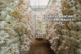 İstiridye Mantarı Yetiştirme Maliyeti 2025