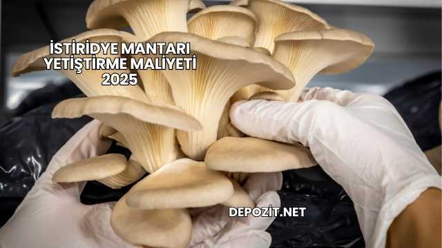 İstiridye Mantarı Yetiştirme Maliyeti 2025