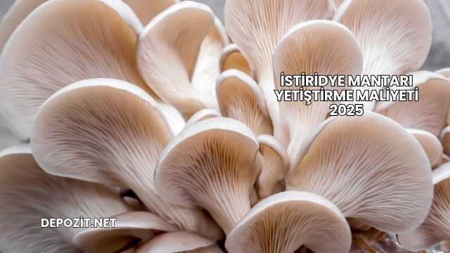 İstiridye Mantarı Yetiştirme Maliyeti 2025