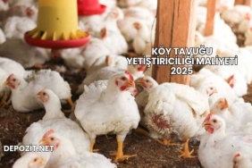 Köy Tavuğu Yetiştiriciliği Maliyeti 2025