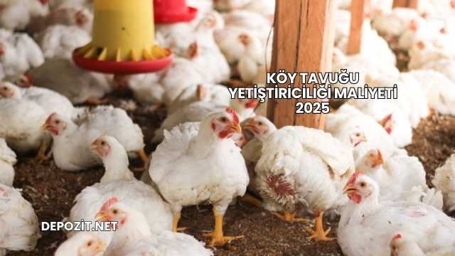 Köy Tavuğu Yetiştiriciliği Maliyeti 2025