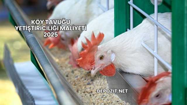 Köy Tavuğu Yetiştiriciliği Maliyeti 2025