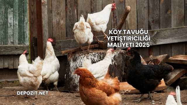 Köy Tavuğu Yetiştiriciliği Maliyeti 2025