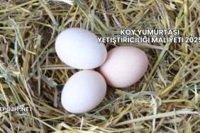 Köy Yumurtası Yetiştiriciliği Maliyeti 2025