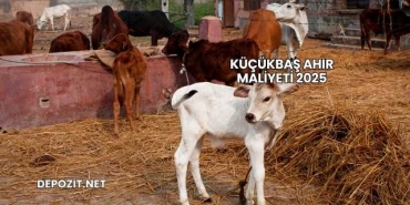 Küçükbaş Ahır Maliyeti 2025