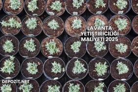 Lavanta Yetiştiriciliği Maliyeti 2025