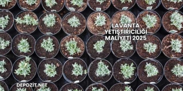 Lavanta Yetiştiriciliği Maliyeti 2025