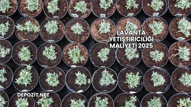 Lavanta Yetiştiriciliği Maliyeti 2025
