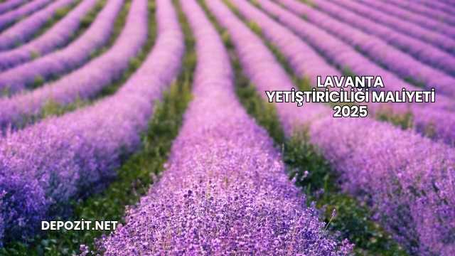 Lavanta Yetiştiriciliği Maliyeti 2025