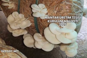 Mantar Üretim Tesisi Kurulum Maliyeti 2025