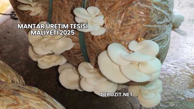 Mantar Üretim Tesisi Maliyeti 2025