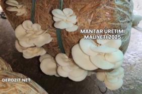 Mantar Üretimi Maliyeti 2025