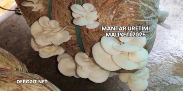 Mantar Üretimi Maliyeti 2025
