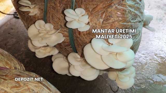 Mantar Üretimi Maliyeti 2025