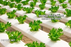 Marul Yetiştirme Maliyeti 2025