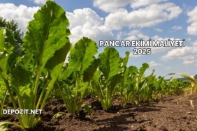 Pancar Ekimi Maliyeti 2025