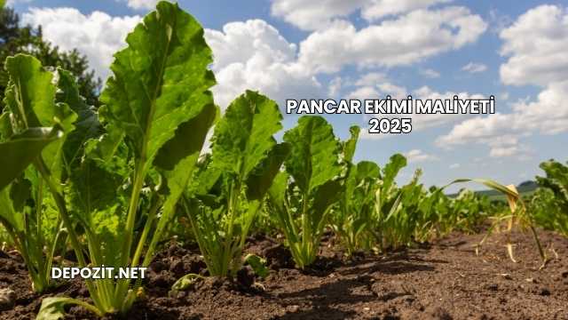 Pancar Ekimi Maliyeti 2025