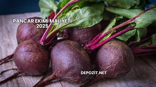 Pancar Ekimi Maliyeti 2025