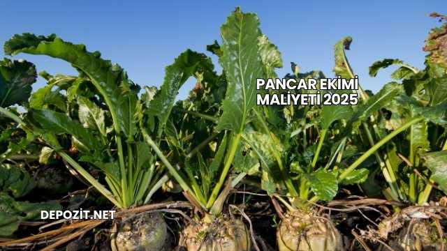 Pancar Ekimi Maliyeti 2025
