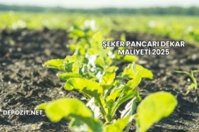 Şeker Pancarı Dekar Maliyeti 2025