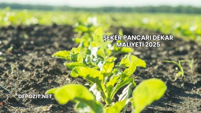 Şeker Pancarı Dekar Maliyeti 2025