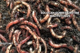 Solucan Gübresi Üretimi Maliyeti 2025