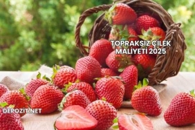 Topraksız Çilek Maliyeti 2025