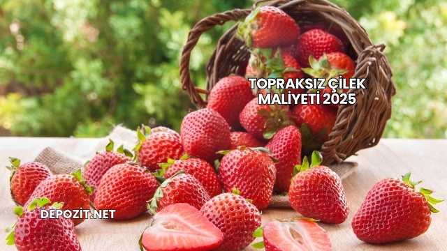 Topraksız Çilek Maliyeti 2025
