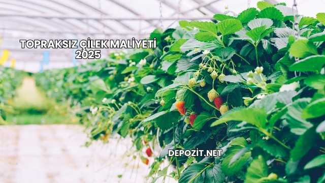 Topraksız Çilek Maliyeti 2025