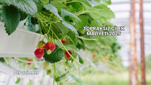 Topraksız Çilek Maliyeti 2025