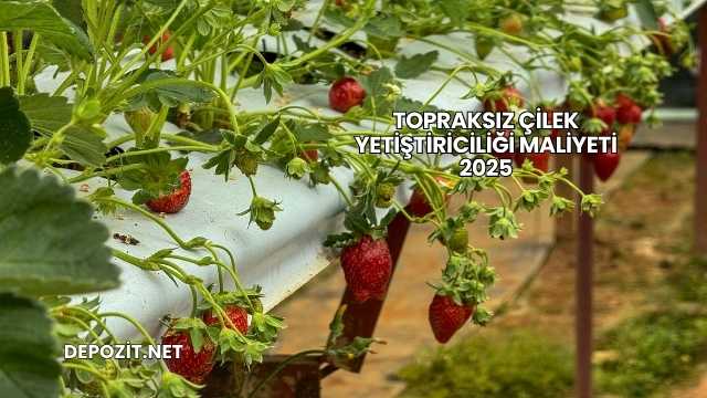 Topraksız Çilek Yetiştiriciliği Maliyeti 2025