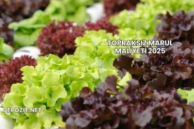 Topraksız Marul Maliyeti 2025