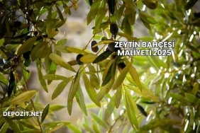 Zeytin Bahçesi Maliyeti 2025