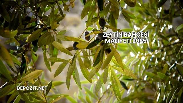 Zeytin Bahçesi Maliyeti 2025