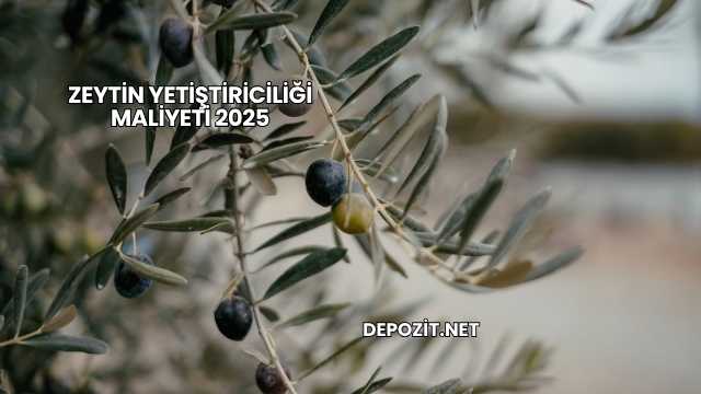 Zeytin Yetiştiriciliği Maliyeti 2025