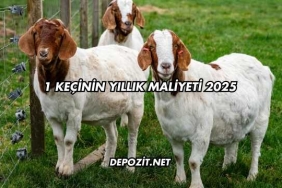 1 Keçinin Yıllık Maliyeti 2025
